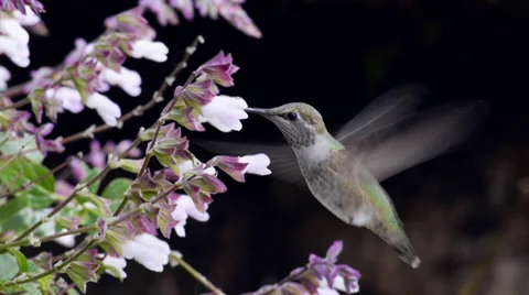 Anna's Hummingbird Stock Footage 35194084