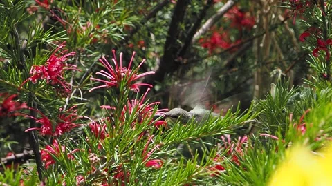 Anna's hummingbird Stock Footage 153286604