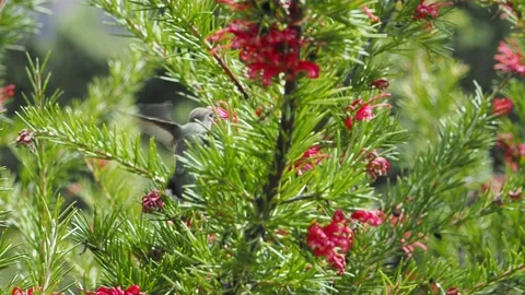 Anna's hummingbird Stock Footage 153286635
