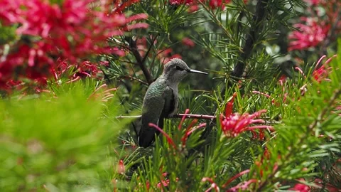 Anna's hummingbird Stock Footage 153286687