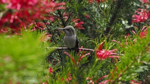 Anna's hummingbird Stock Footage 153286690
