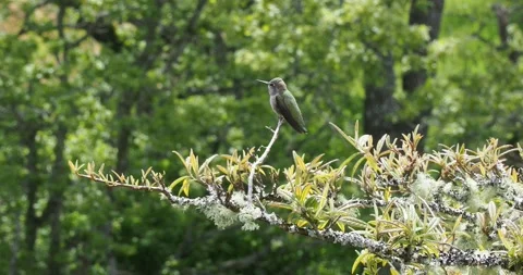 Anna's hummingbird Stock Footage 153286732
