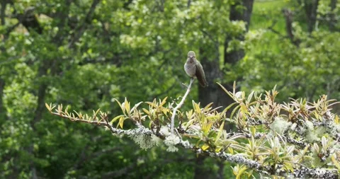 Anna's hummingbird Stock Footage 153286734
