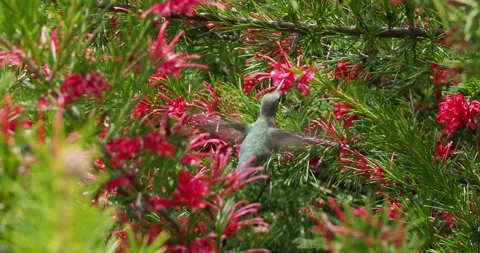 Anna's hummingbird Stock Footage 153286750