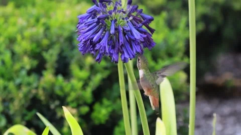 Anna's Hummingbird 動画素材 315910604