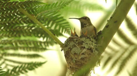 Anna's Hummingbird nesting in a palm tree Stock Footage 22873294