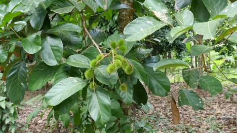 Annatto pods growing on a tree. Stock Footage 82007379