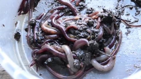 Annelid worms crawl in the container,dirty. Stock Footage 140250200