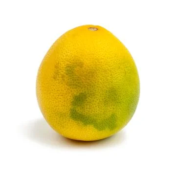 Anniversary grapefruit Stock Photos