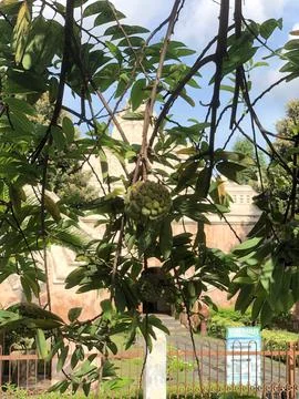 Annona Fruit Tree Stock Photos