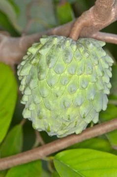 Annona Foto stock
