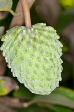Annona Stock Photos