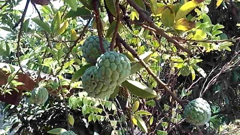 Annona Squamosa Fruit also known as Sugar-Apple, Sweetsop, Custard Apple Stock-Footage 117582553