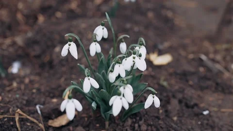 Announcing spring, close frame of some white snowdrop flowers, Natural concept Stock-Footage 155937200