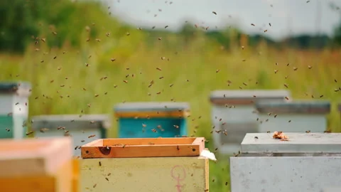 Annoyed bees flying quickly around the apiary.  Stock Footage 174203224
