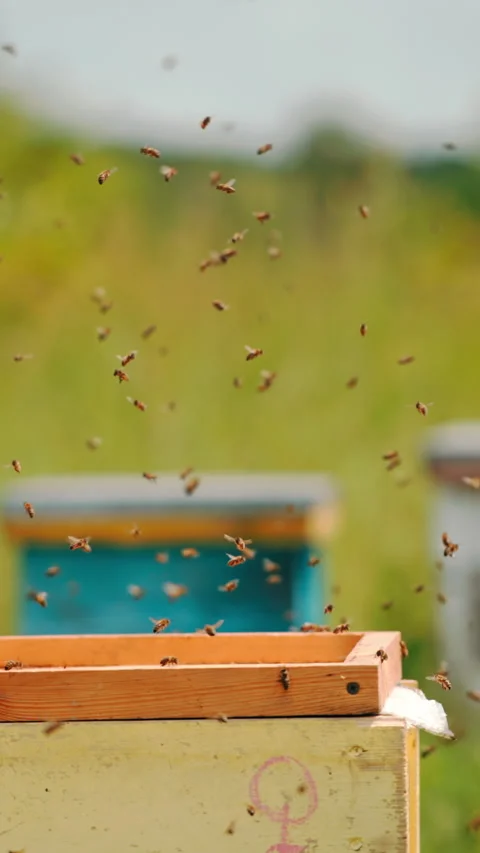 Annoyed bees flying quickly around the apiary. Stock Footage 280716178