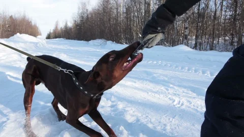 doberman pulling on leash