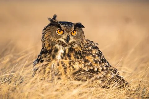 Annoyed eurasian eagle-owl screeching with beak open in grass in autumn. Stock Photos
