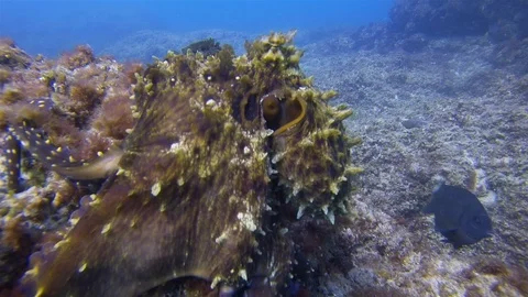 Annoyed Octopus Close Up.Grumpy Squid.Colourful Bottom Dwelling Marine Life Stock Footage 117128725