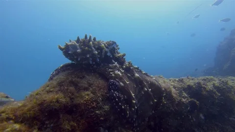 Annoyed Octopus Fish Attack.Grumpy Squid Frustrated.Colourful Reef Marine Life Stock Footage 117132896