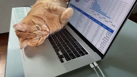 Annoying cat napping on laptop computer keyboard at desk Stock Footage 165949253