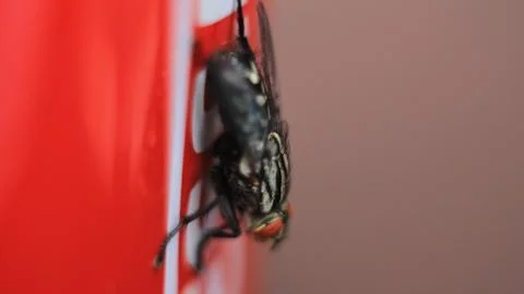 The annoying fly on the cup Foto stock