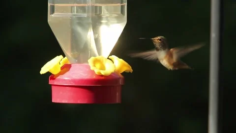Ann's hummingbird Stock-Footage 304898270