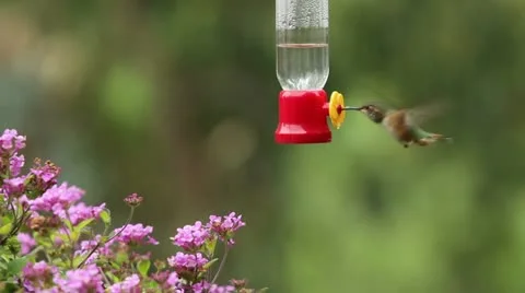 Ann's Hummingbird getting nectar from a Bird Feeder Stock Footage 22156694