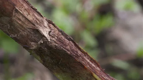 Annts on Stem of Broad Bean Plant with Chocolate Spot Stock Footage 224290156