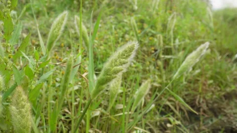 Annual beard grass Stock Footage 332591516
