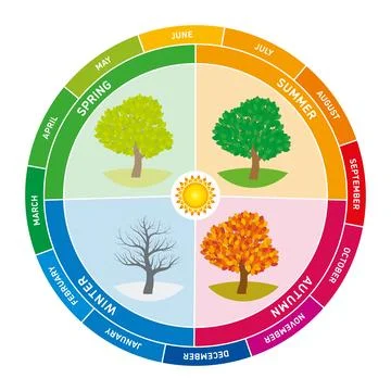 Annual cycle, circular chart depicting 12 months and four seasons Stock Illustration