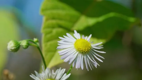 Annual daisy Erigeron Stock Footage 326908245