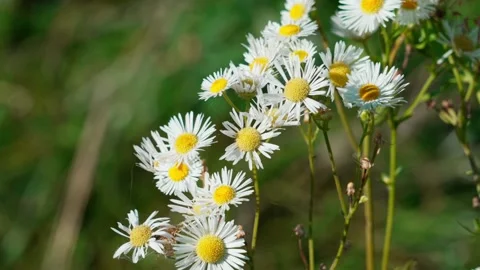 Annual daisy Erigeron Stock Footage 326908312