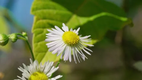 Annual daisy Erigeron Stock Footage 326908501