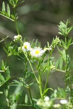 Annual fleabane in bloom closeup view with selective focus in background Stock Photos