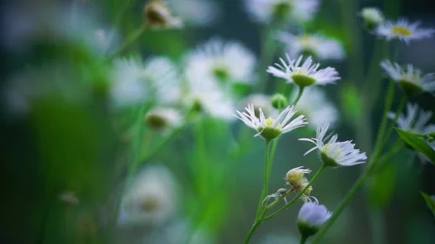 Annual fleabane Stock Footage 222834503
