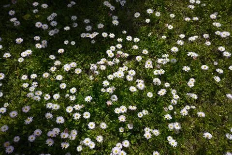 Annual fleabane 库存照片