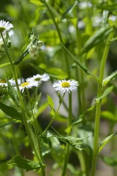 Annual fleabane Stock Photos