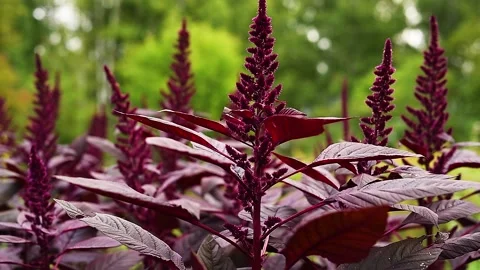 Annual herb amaranth is one of the most common grain crops close-up Stock Footage 137645154