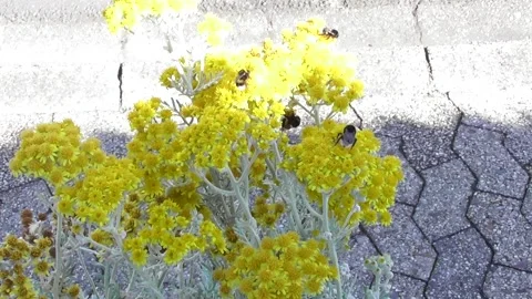 Annual honest flower with bumblebees Stock Footage 338065813