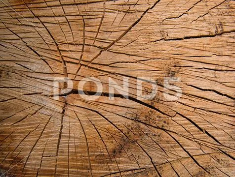 Annual rings and cracks from a felled tree in the forest Stock Photos