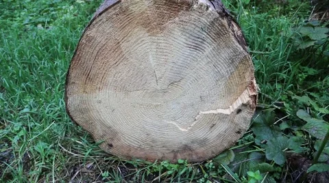 Annual rings on an big tree Stock Footage 46008580