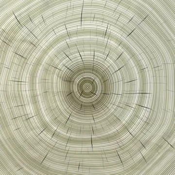 Annual rings in cut tree 스톡 일러스트