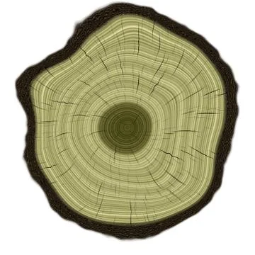 Annual rings in cut tree 스톡 일러스트