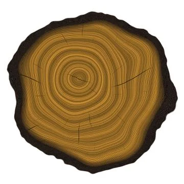 Annual rings in cut tree 스톡 일러스트