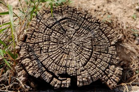 Annual rings of an old tree Stock Photos