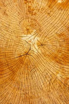 Annual rings of a tree Stock Photos