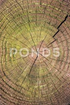 Annual rings of a tree Stock Photos