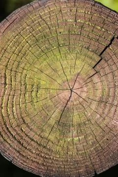 Annual rings of a tree Stock Photos