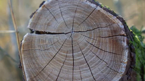 Annual rings on trunk of cut tree, slow camera movement. Stock Footage 252023398